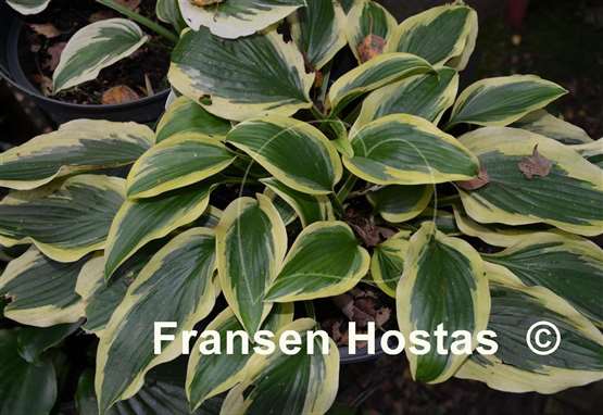 Hosta Jubilee